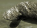 image12